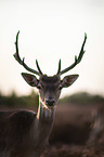 Fallow Deer portrait