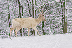 walking Fallow Deer