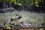 Fallow Deer