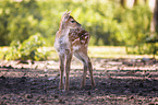 Fallow Deer