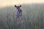 standing Fallow Deer