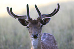 Fallow Deer portrait