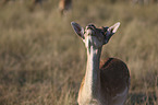 Fallow Deer