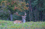 Fallow Deer