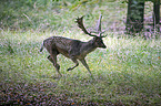 fallow deer