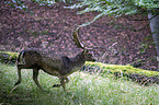 fallow deer