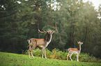 fallow deer