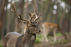 fallow deer