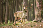 fallow deer