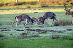 fallow deer