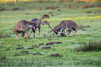 fallow deer