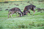 fallow deer