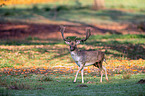 fallow deer