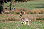 fallow deer