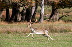 fallow deer