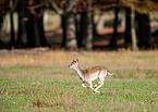 fallow deer