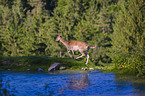 fallow deer