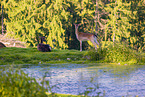 fallow deer