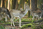 fallow deer