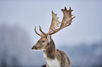 fallow deer