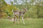 fallow deer