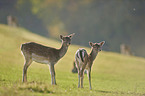 fallow deer