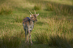 fallow deer