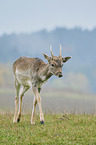 fallow deer