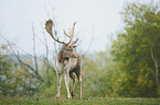 fallow deer