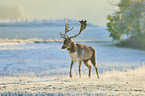 fallow deer