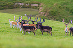 fallow deer