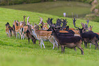 fallow deer