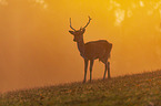 fallow deer