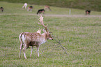 fallow deer