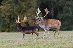 fallow deer