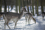 fallow deer