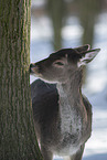 fallow deer