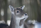 fallow deer