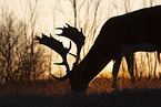 fallow deer