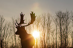 fallow deer