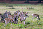 fallow deer