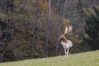 Fallow deer