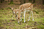 fallow deer