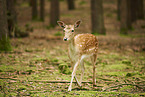 fallow deer