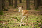 fallow deer