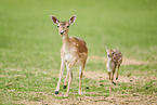 fallow deer