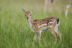 fallow deer