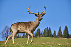 fallow deer