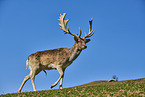 fallow deer