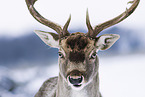 fallow deer